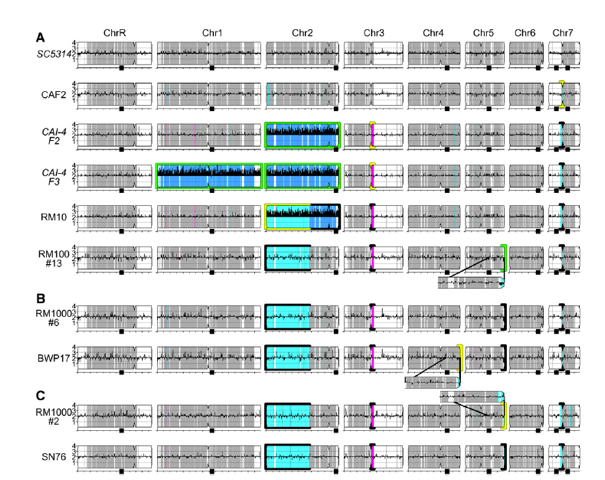 C. albicans
	Genome Changes