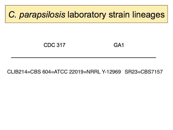 C. parapsilosis
	lineage diagram